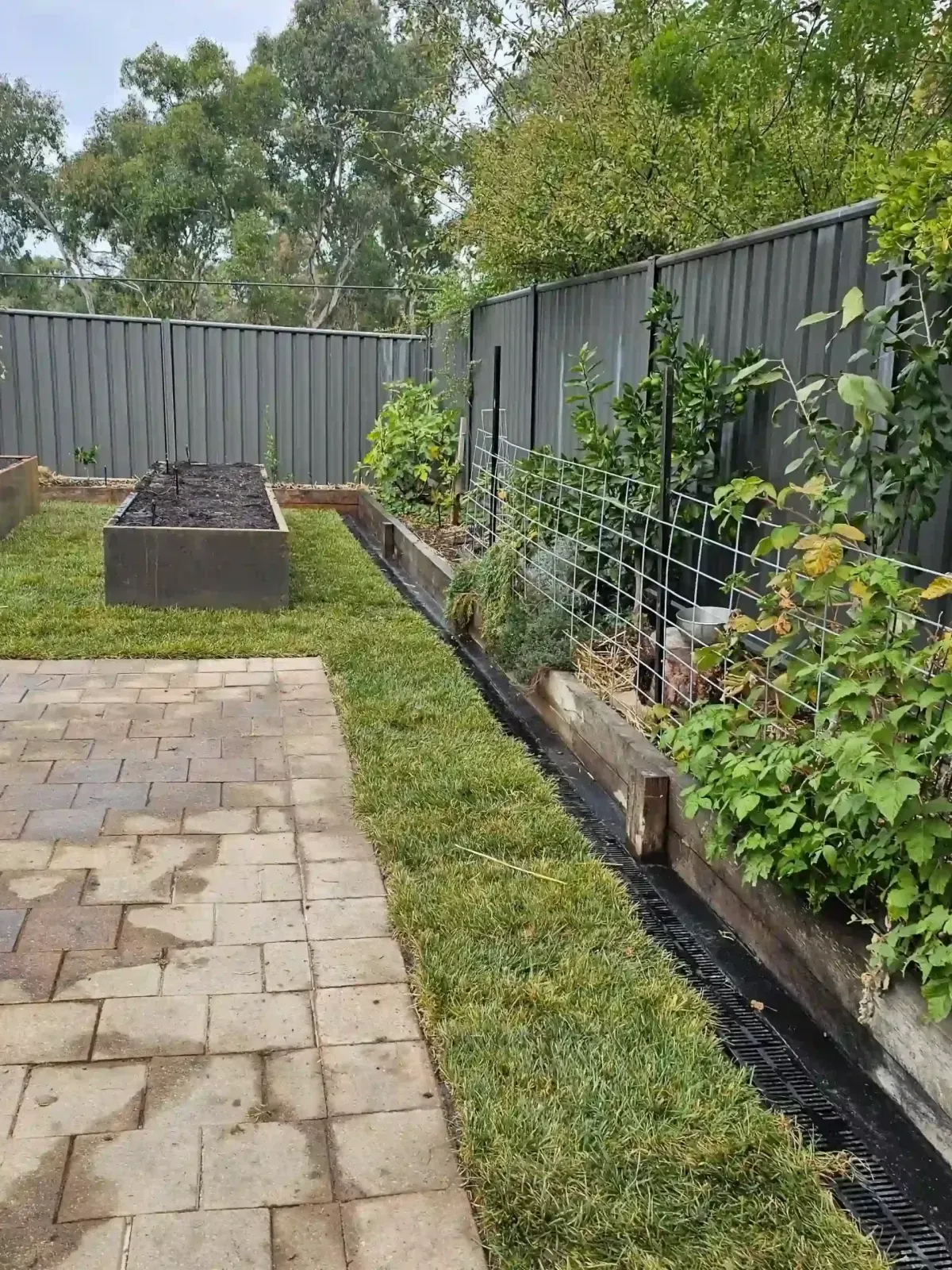 Dust To Lawn landscaping project in Canberra, photo 20