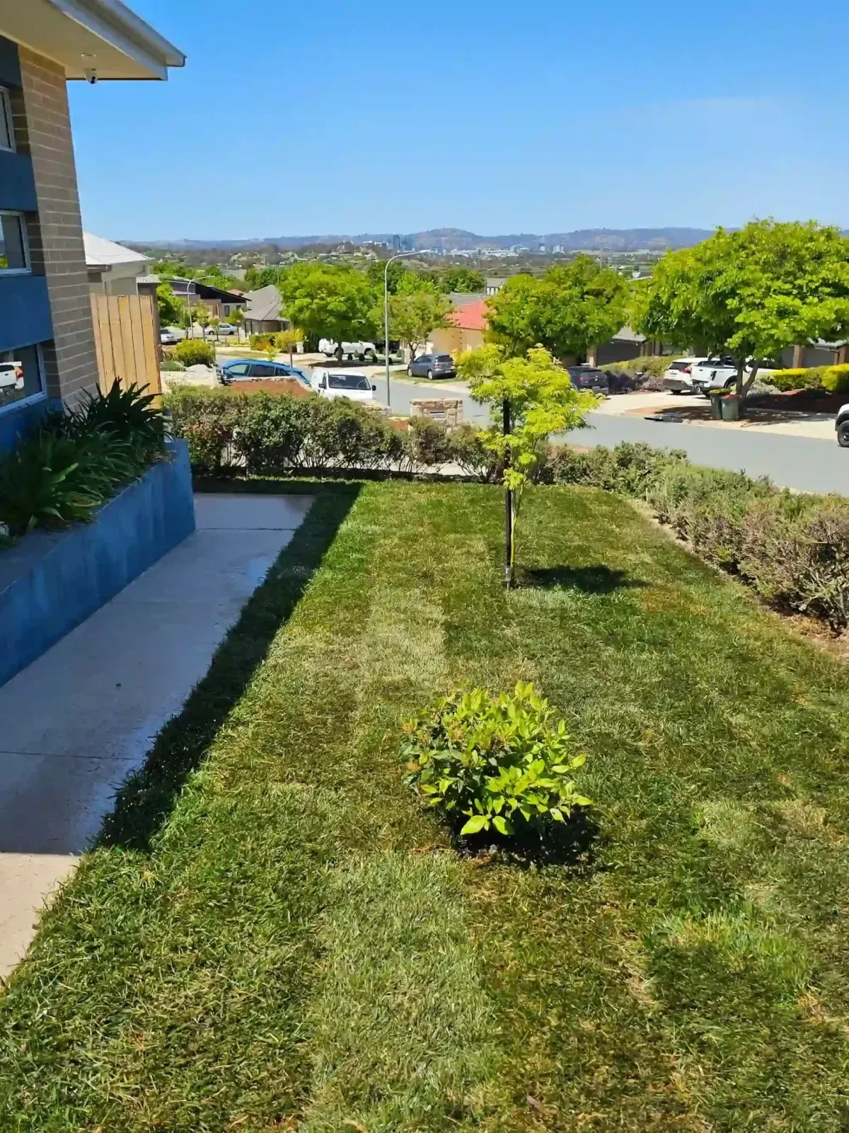 Dust To Lawn landscaping project in Canberra, photo 32