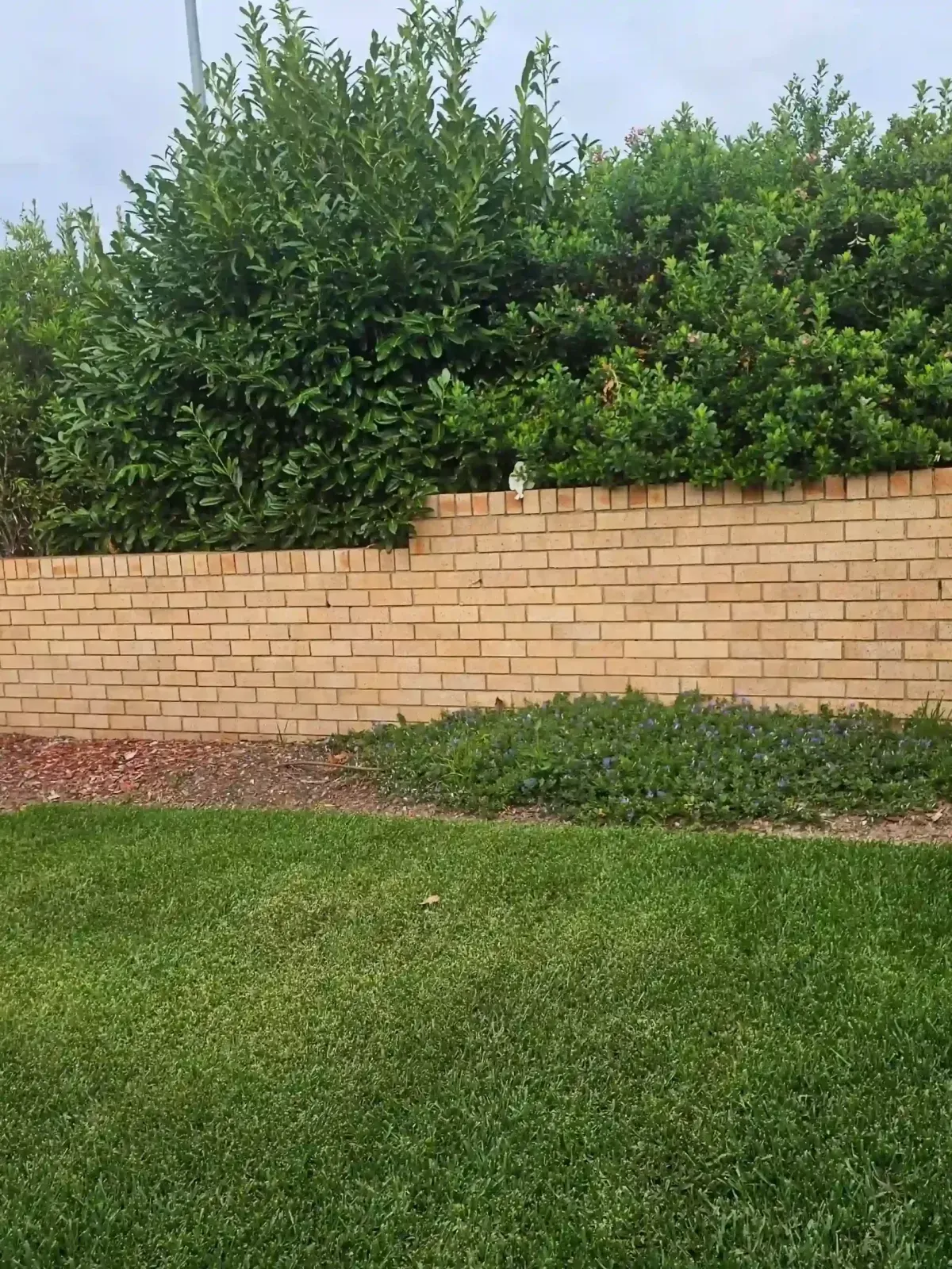 Dust To Lawn landscaping project in Canberra, photo 44