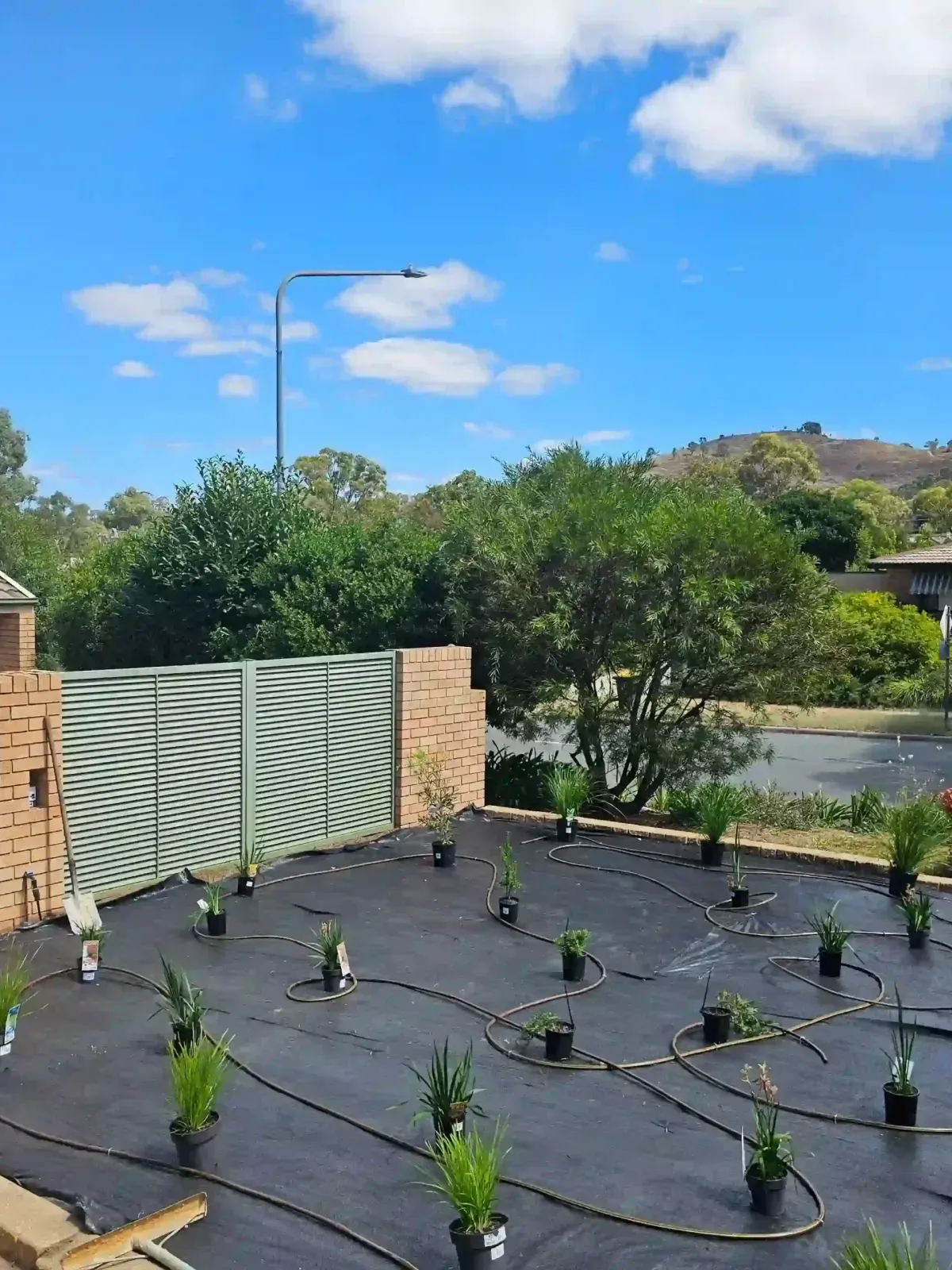 Dust To Lawn landscaping project in Canberra, photo 45